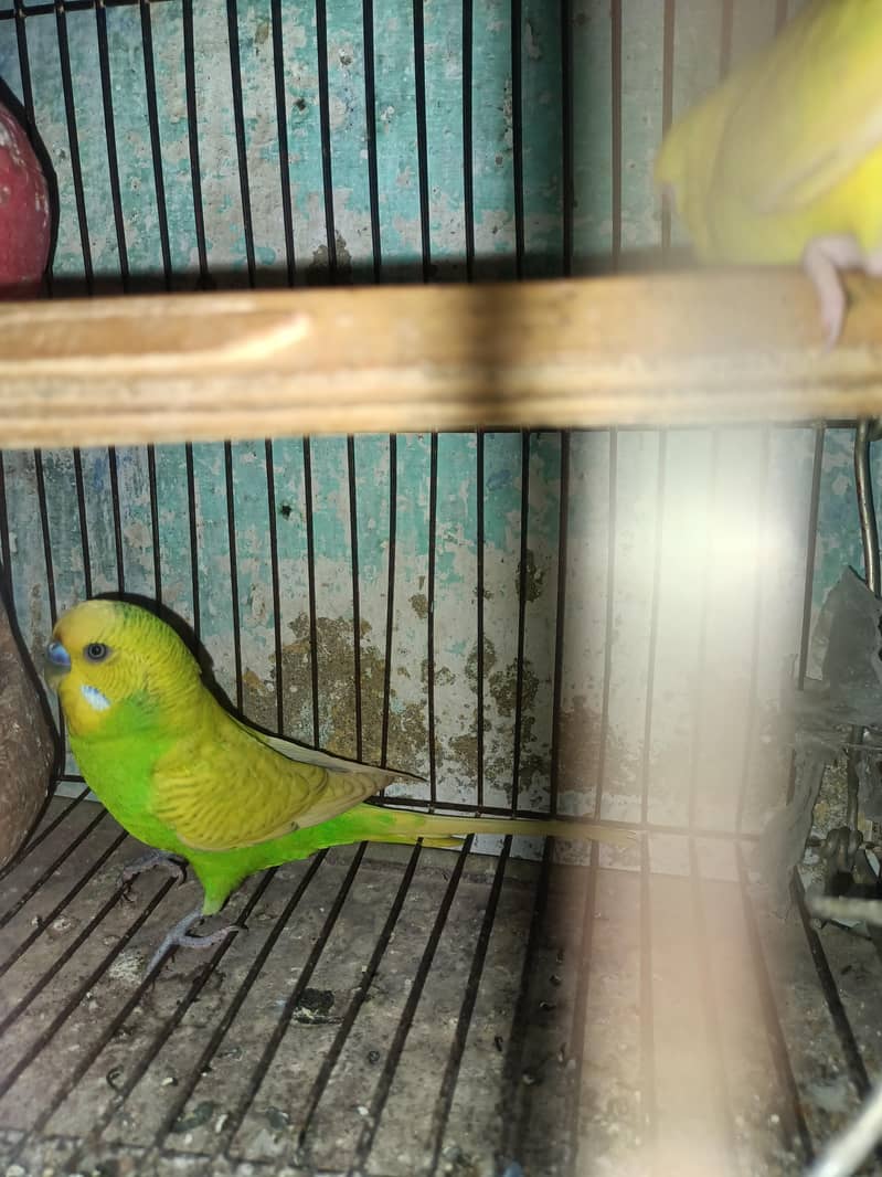 Breeder pair 1