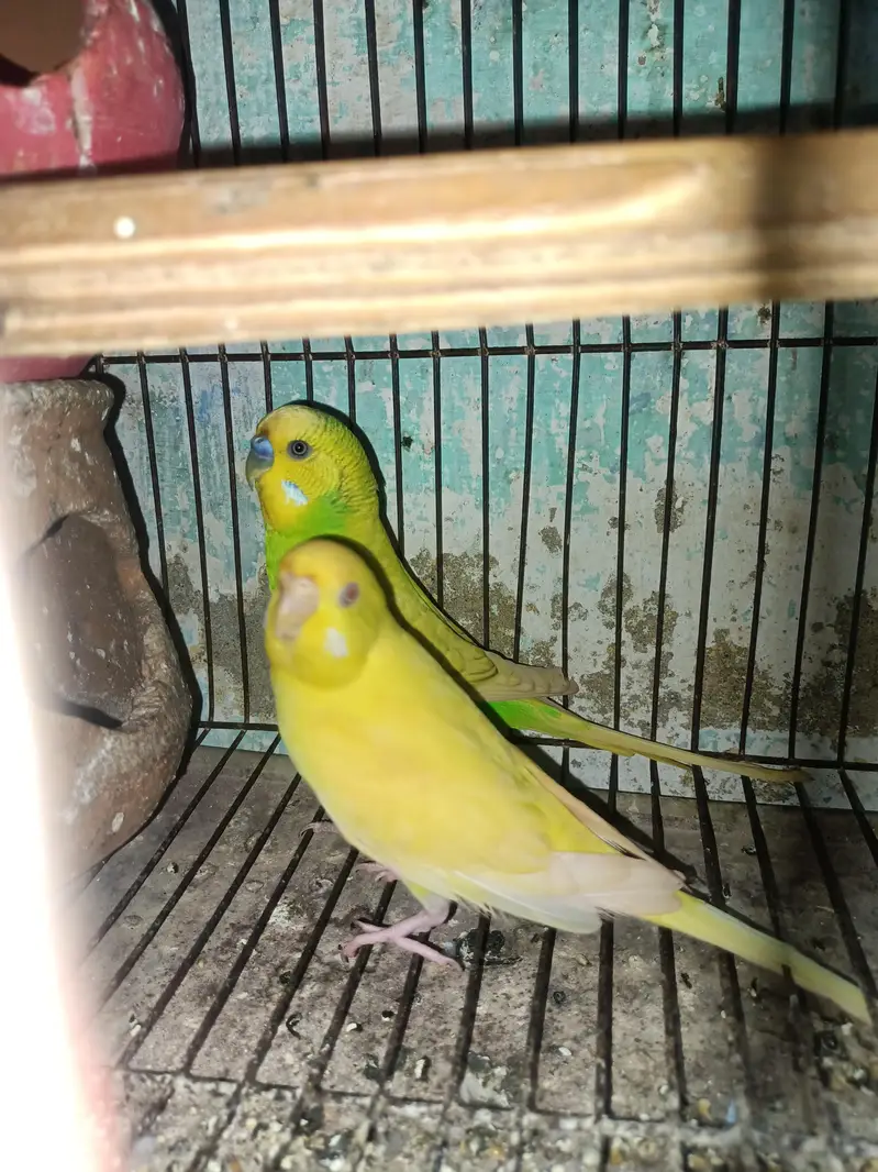 Breeder pair — photo 3