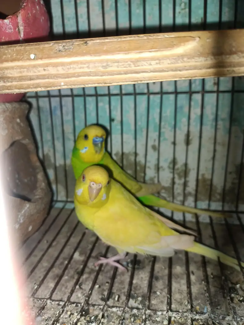 Breeder pair — photo 4