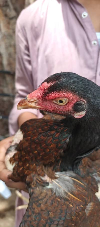 miawali aseel murghi brown shajri
