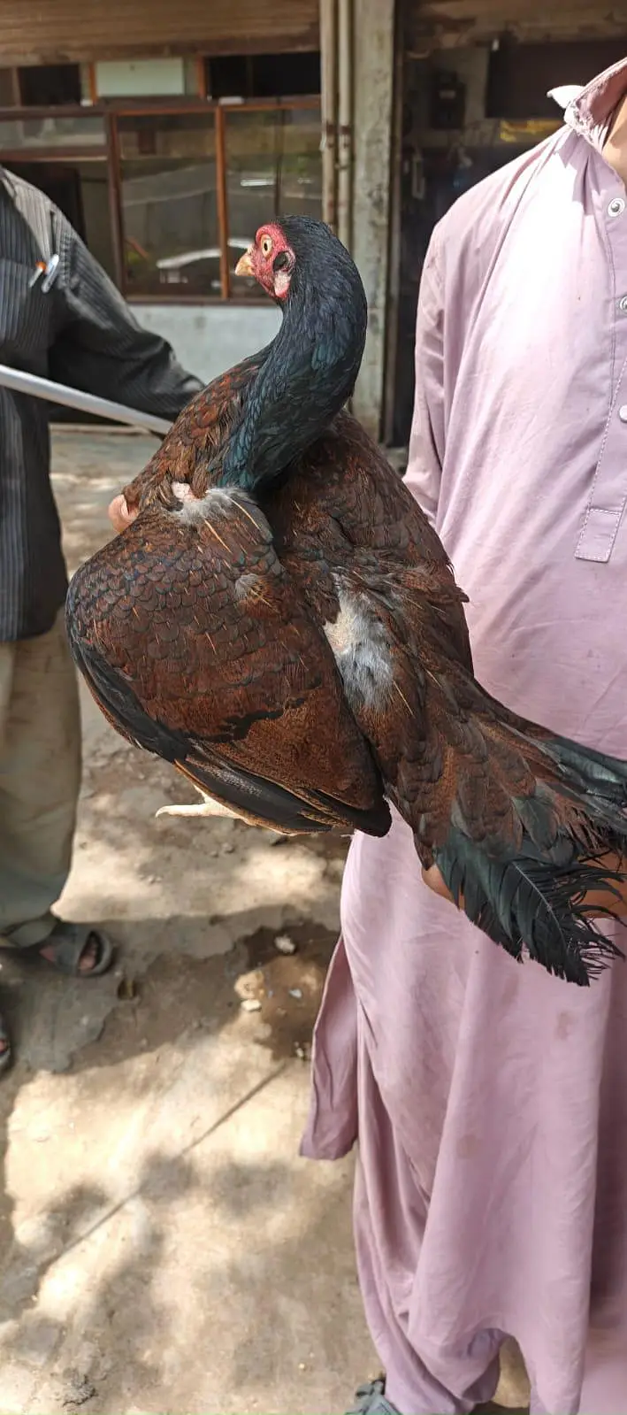 miawali aseel murghi brown shajri — photo 2