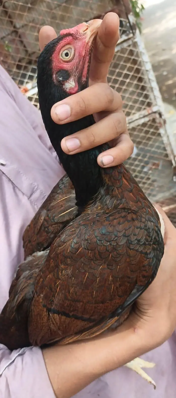 miawali aseel murghi brown shajri — photo 3
