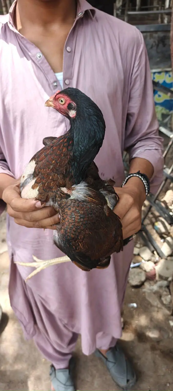 miawali aseel murghi brown shajri — photo 4