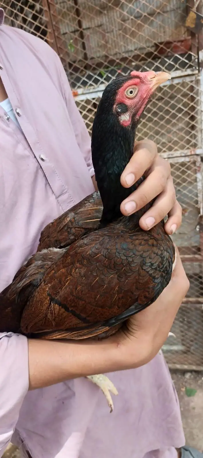 miawali aseel murghi brown shajri — photo 5