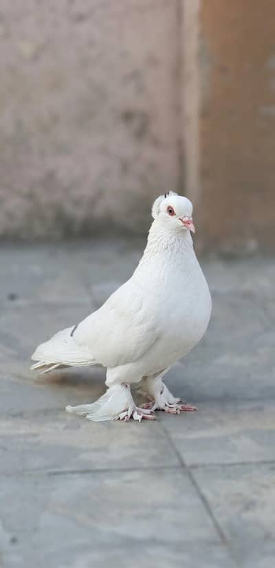 Fancy pigeons