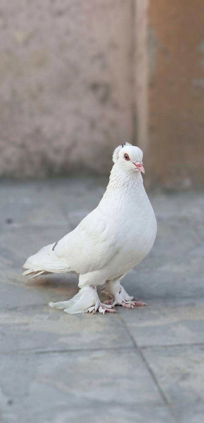 Fancy pigeons 0