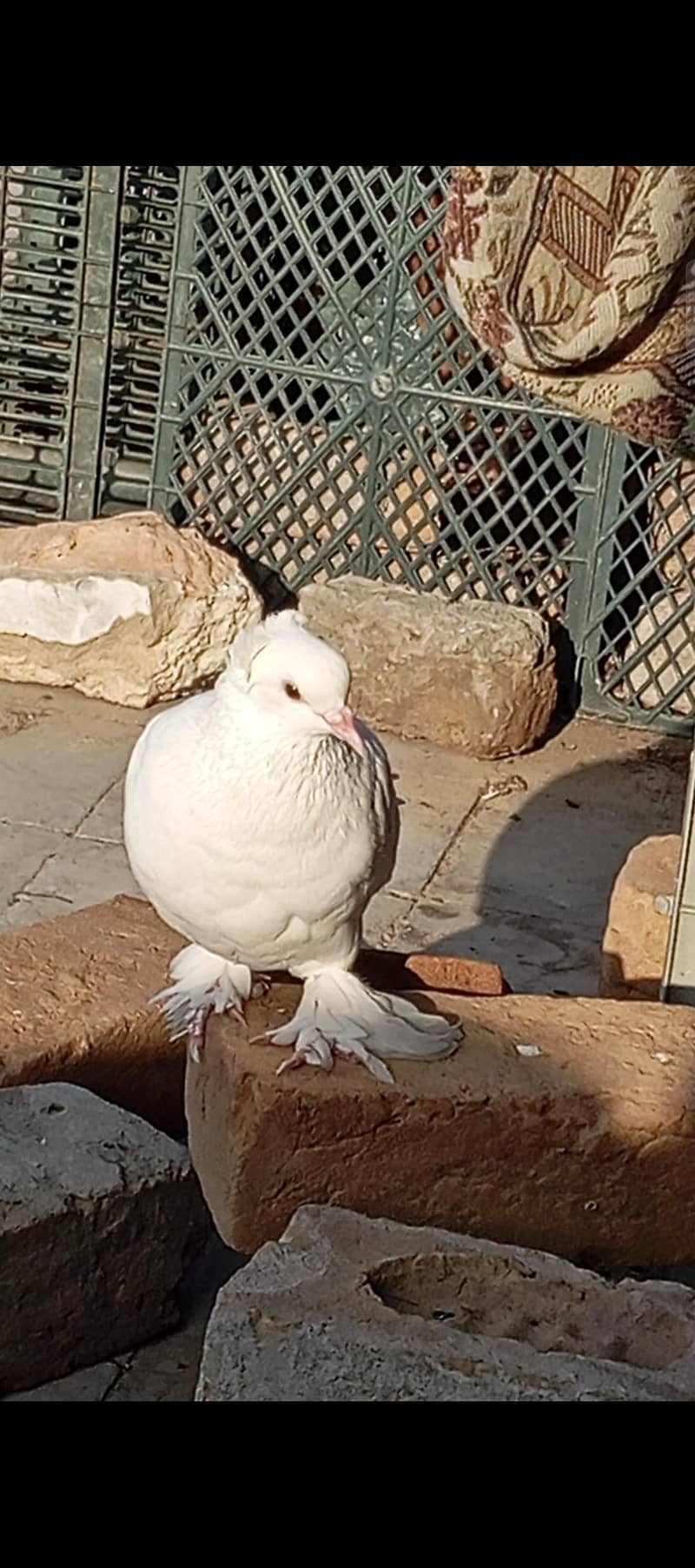 Fancy pigeons 1