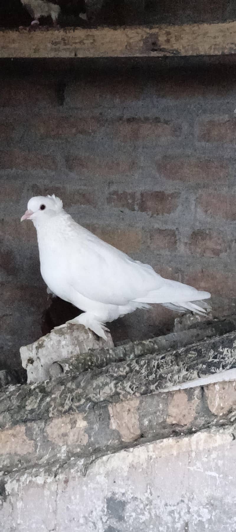 Fancy pigeons 2