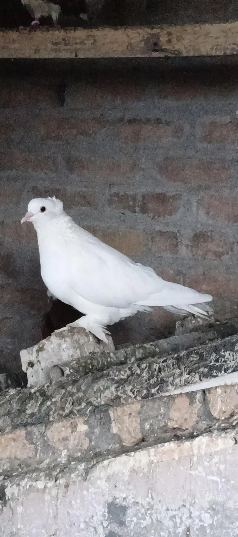 Fancy pigeons — photo 3