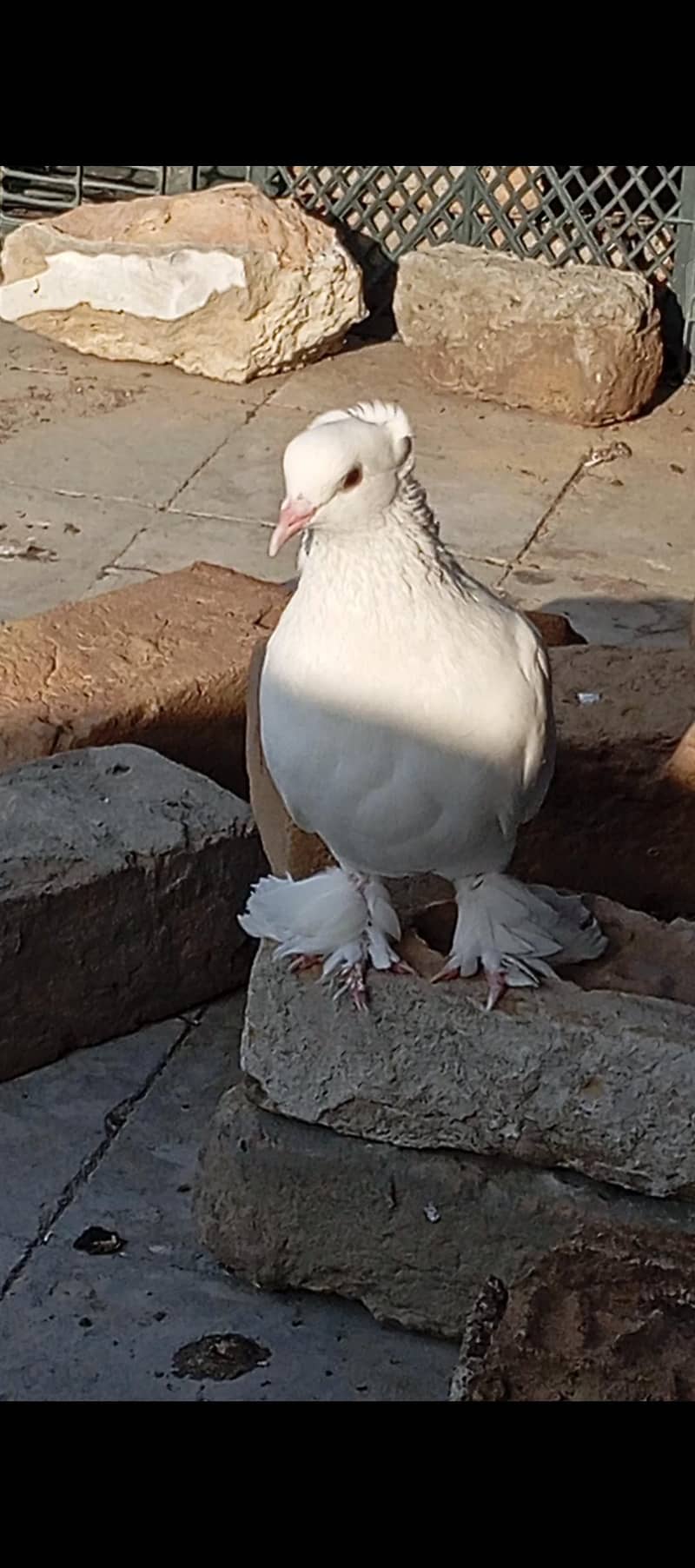 Fancy pigeons 3