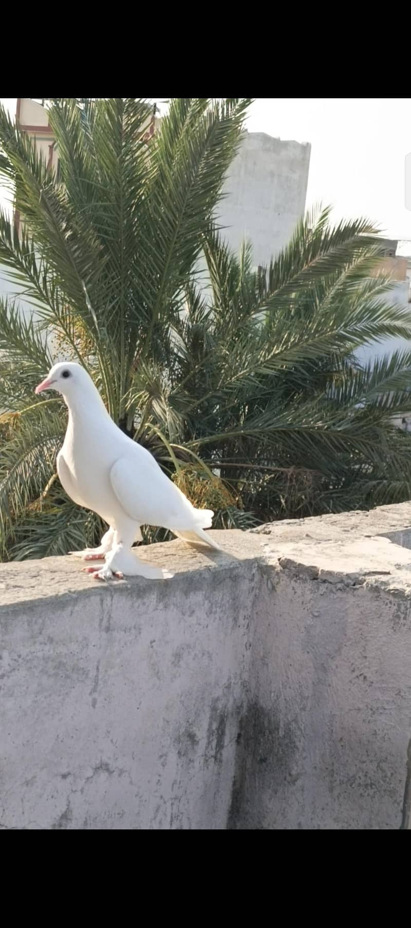 Fancy pigeons 4