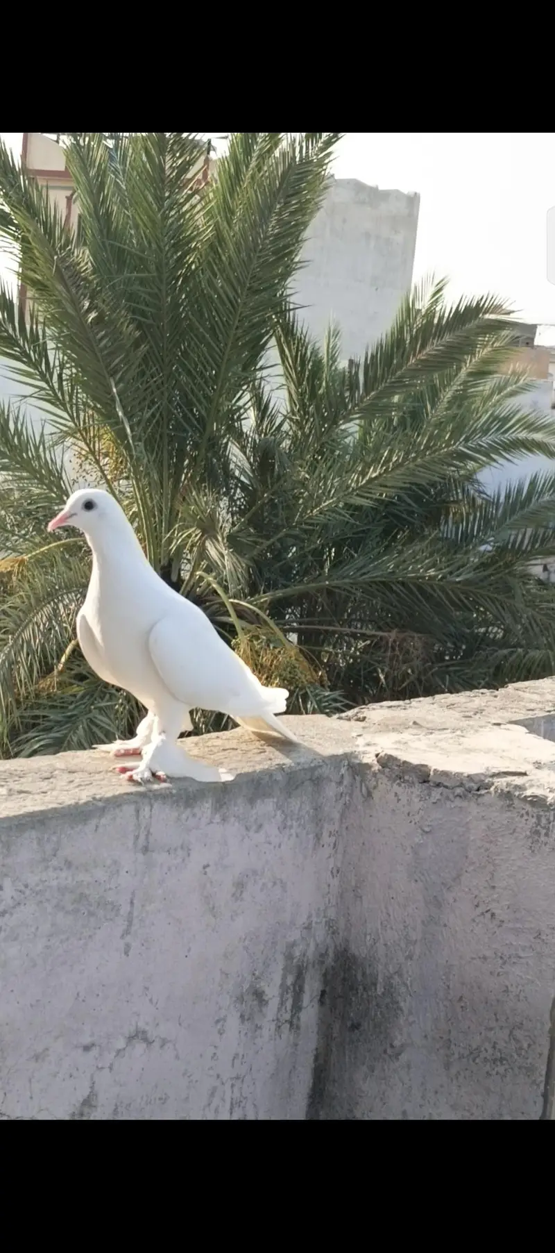 Fancy pigeons — photo 5