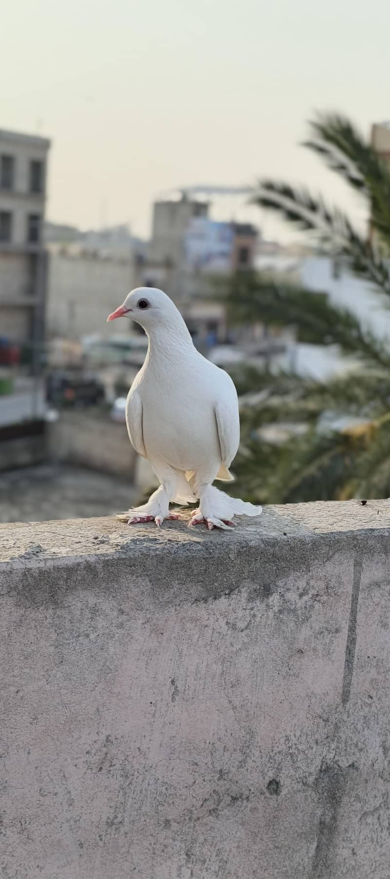 Fancy pigeons 5