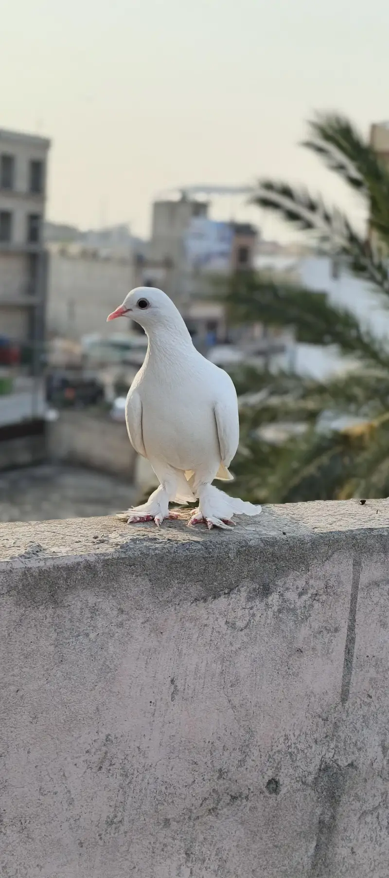 Fancy pigeons — photo 6