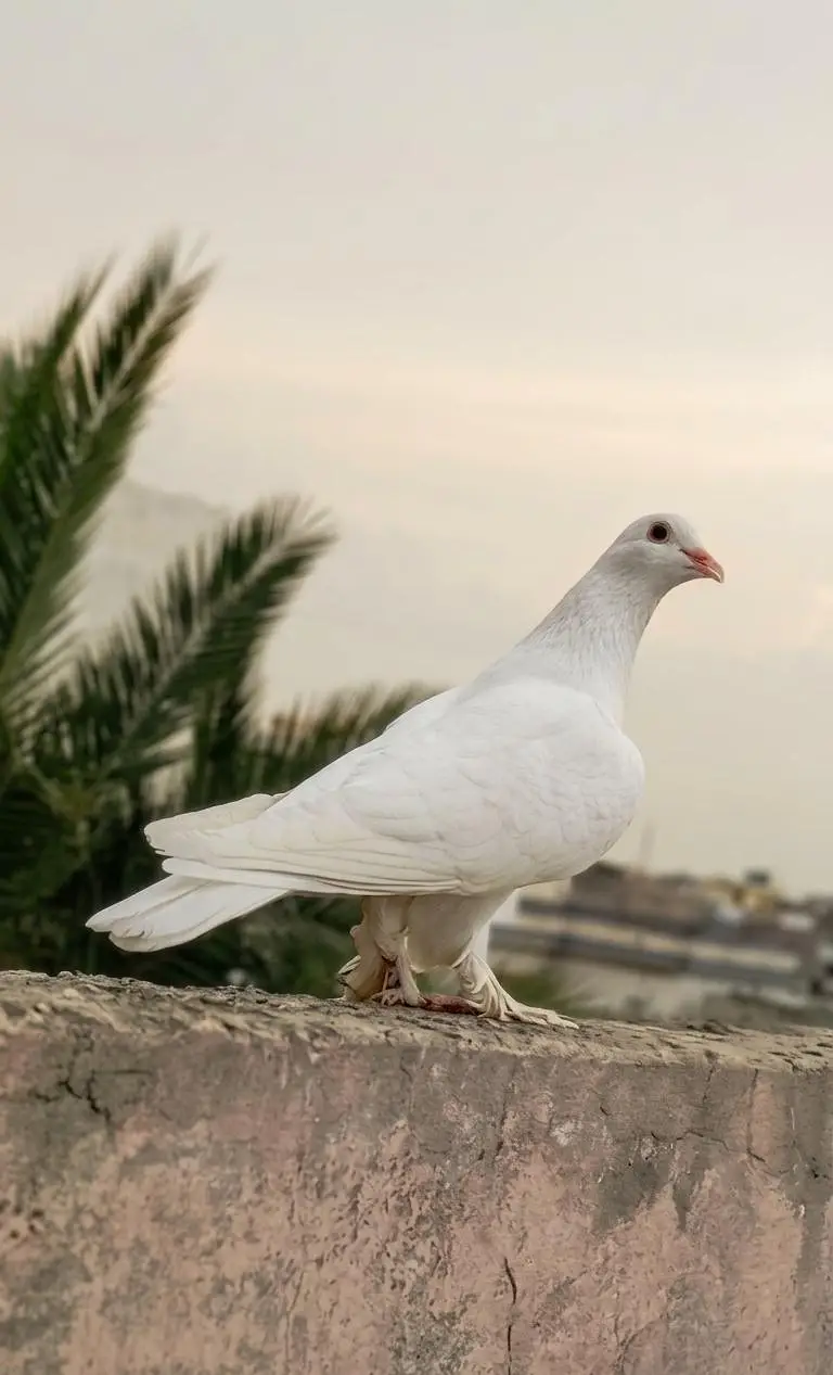 Fancy pigeons — photo 7