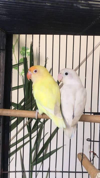 4 breeder pairs Lovebirds | with high duty cage