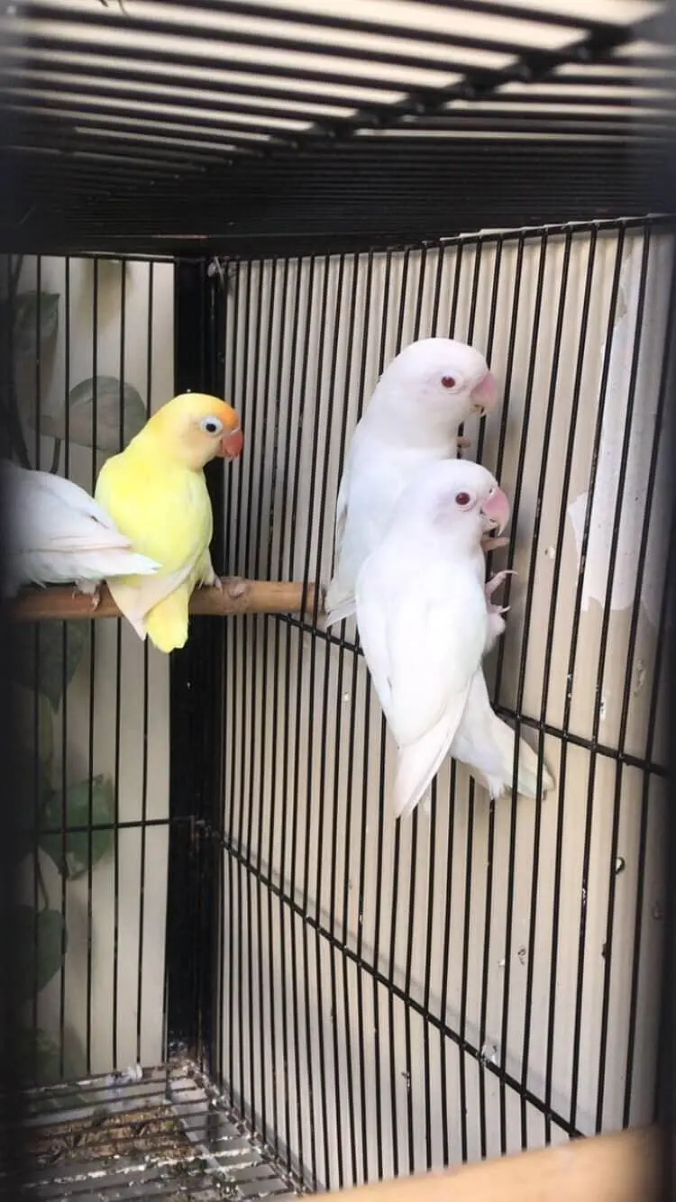 4 breeder pairs Lovebirds | with high duty cage — photo 2