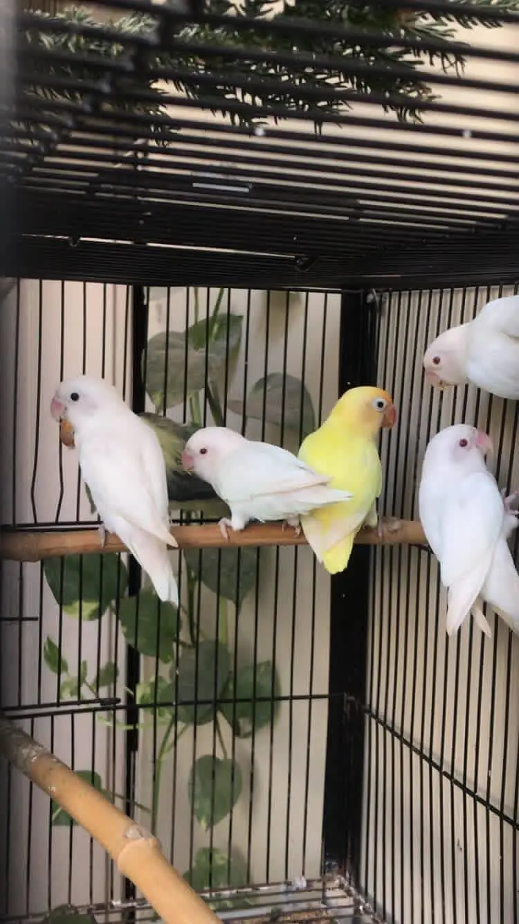 4 breeder pairs Lovebirds | with high duty cage — photo 3
