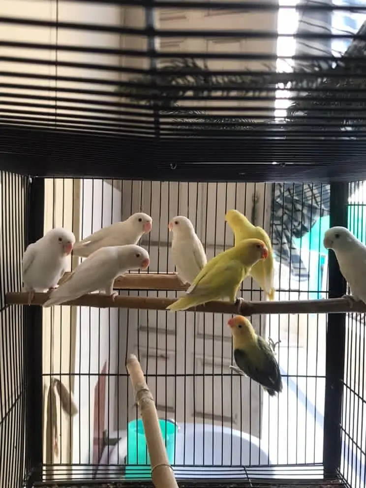 4 breeder pairs Lovebirds | with high duty cage — photo 4