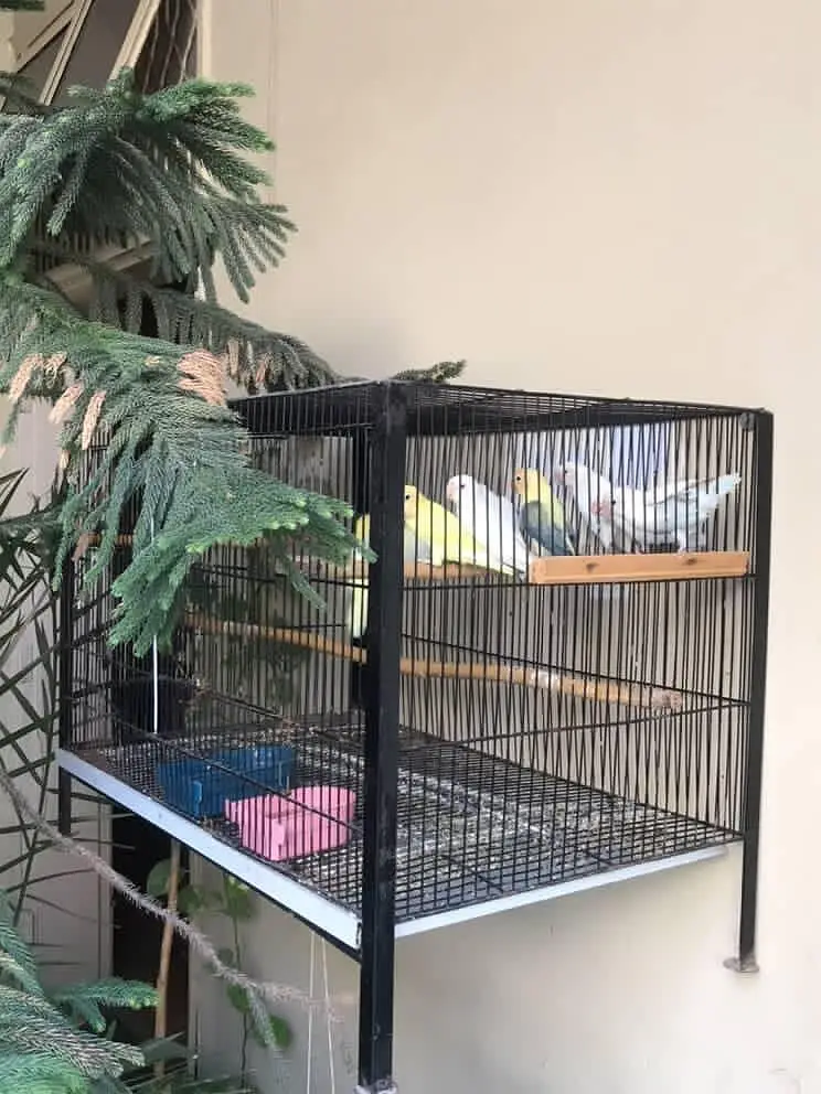 4 breeder pairs Lovebirds | with high duty cage — photo 5