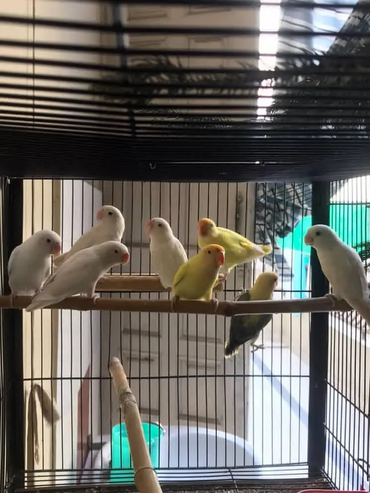 4 breeder pairs Lovebirds | with high duty cage — photo 6