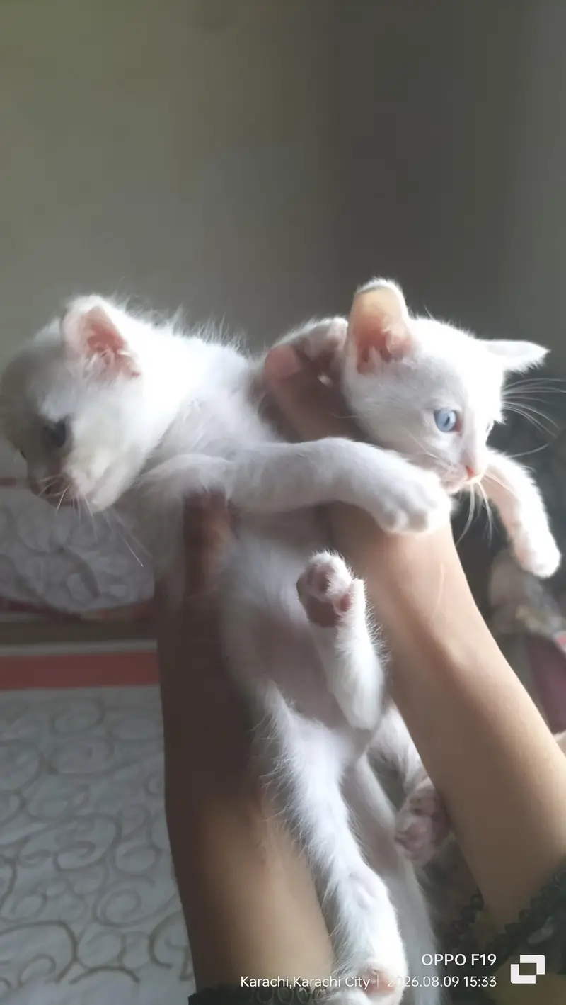 Mother cat with 5 kittens — photo 3