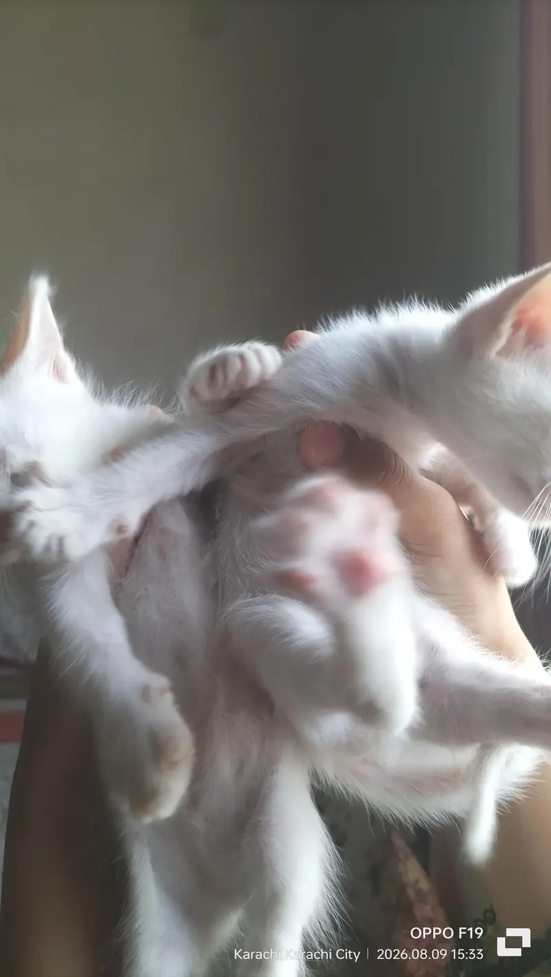 Mother cat with 5 kittens — photo 4