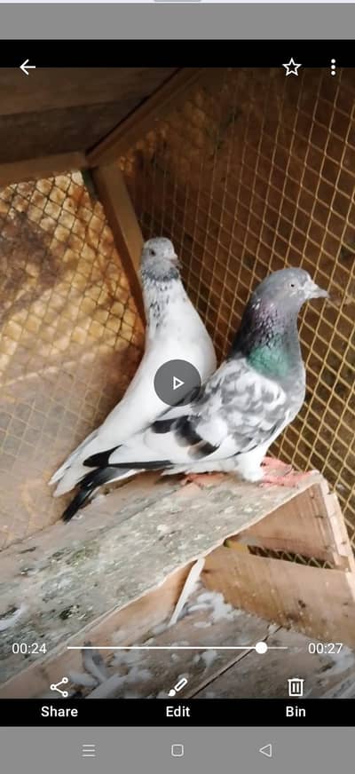 Golden male or Taddy cross female