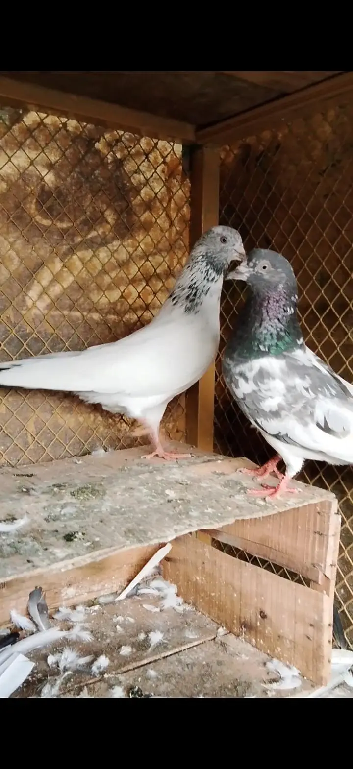 Golden male or Taddy cross female — photo 3