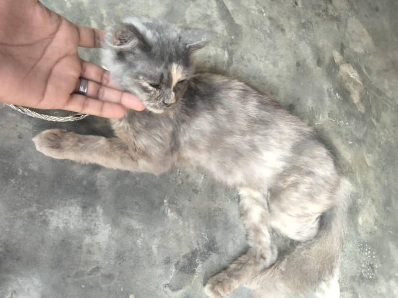 cat lover 0