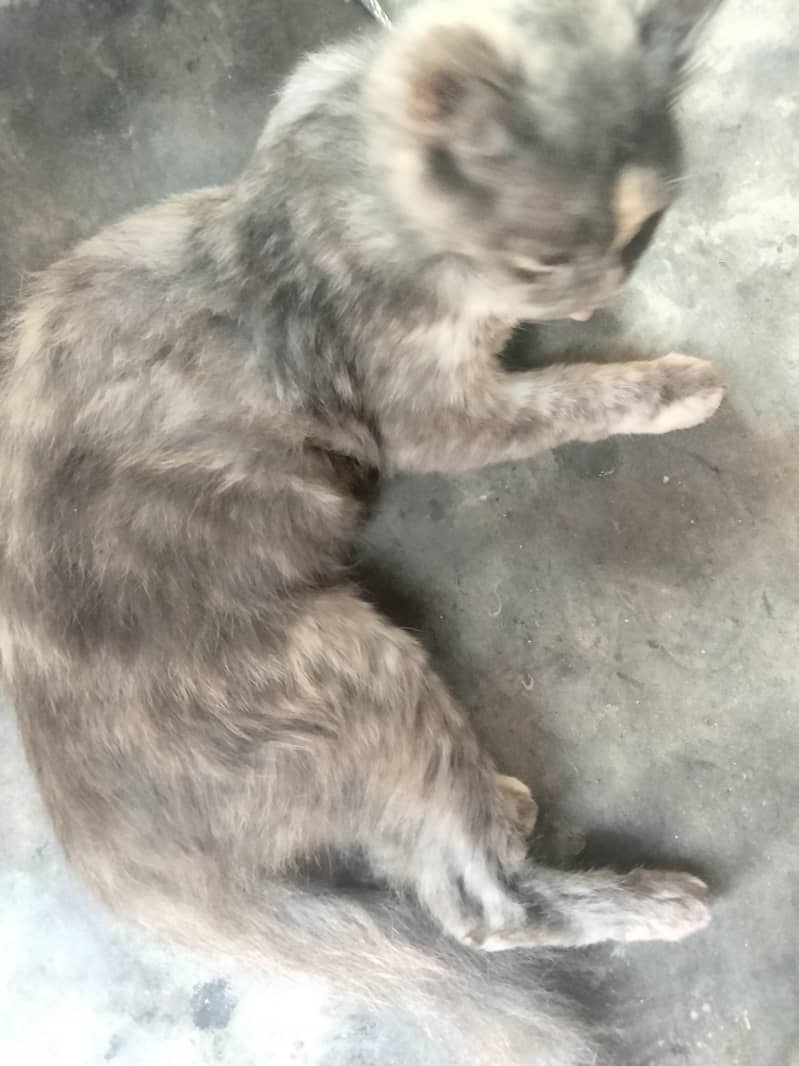 cat lover 1