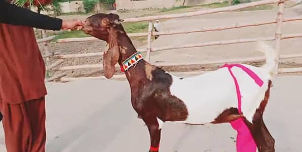 2 bacchon wali bakri for sale call me+03242346228
