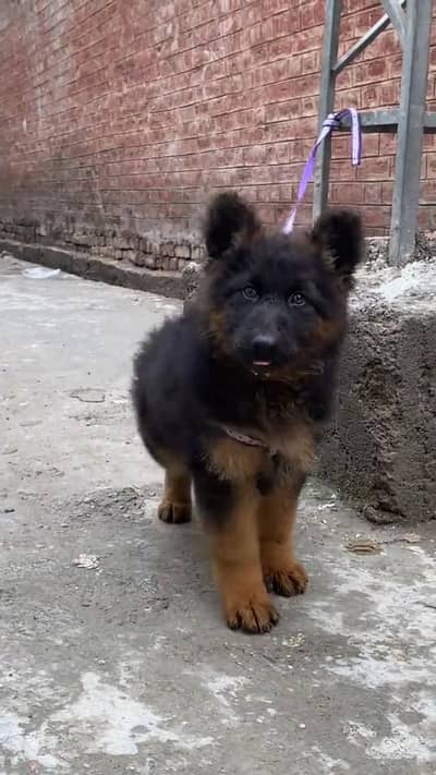 (German- shepherd) (puppies) (argent for sale) Whatsapp 03401430037