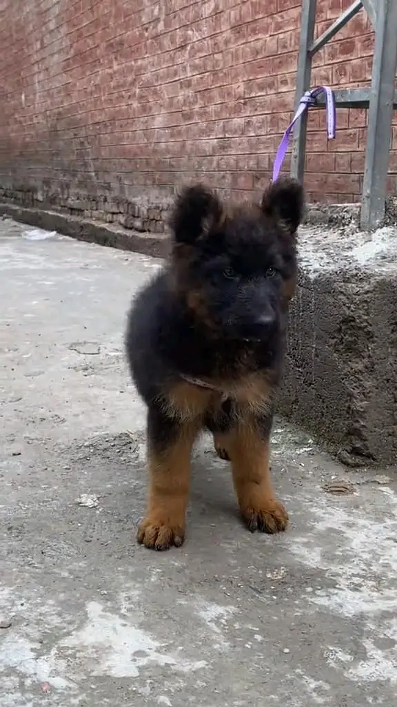 (German- shepherd) (puppies) (argent for sale) Whatsapp 03401430037 — photo 2