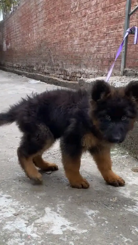 (German- shepherd) (puppies) (argent for sale) Whatsapp 03401430037 — photo 3