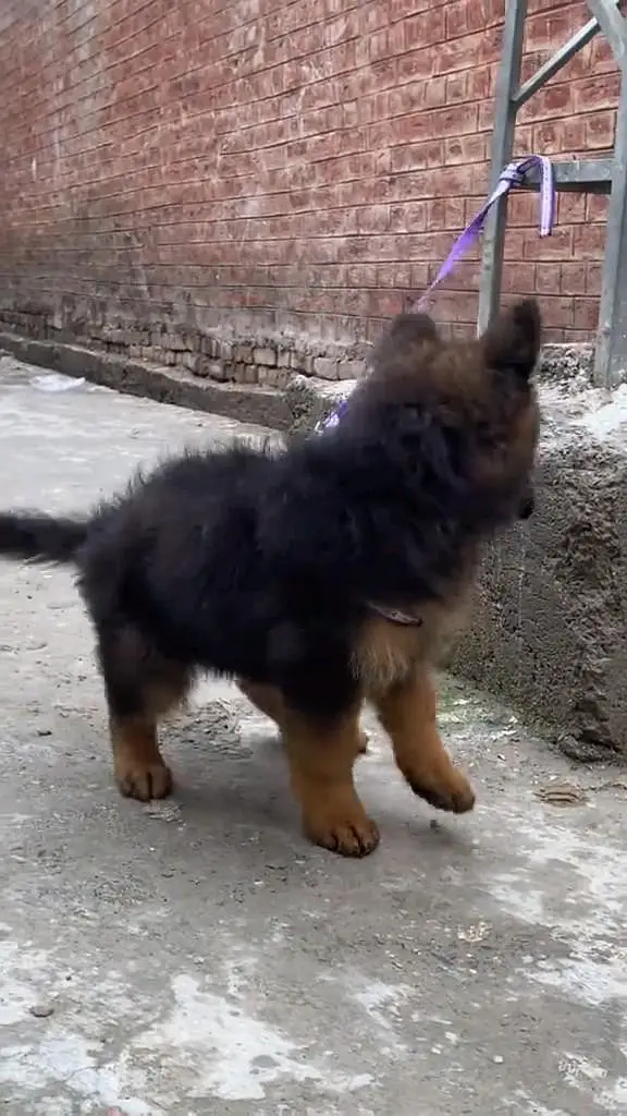 (German- shepherd) (puppies) (argent for sale) Whatsapp 03401430037 — photo 4