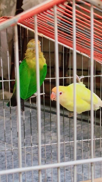 Breading Pair Available