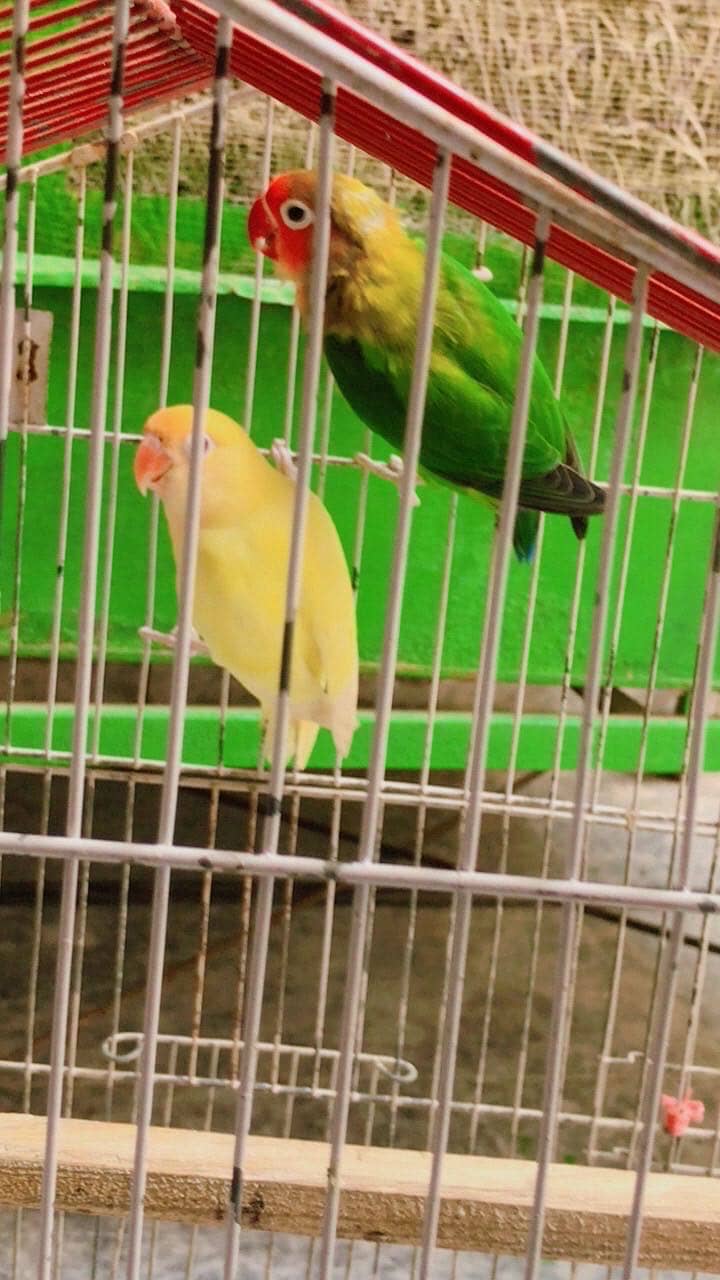 Breading Pair Available 1