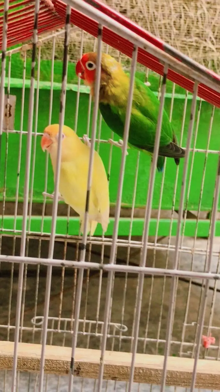 Breading Pair Available — photo 2