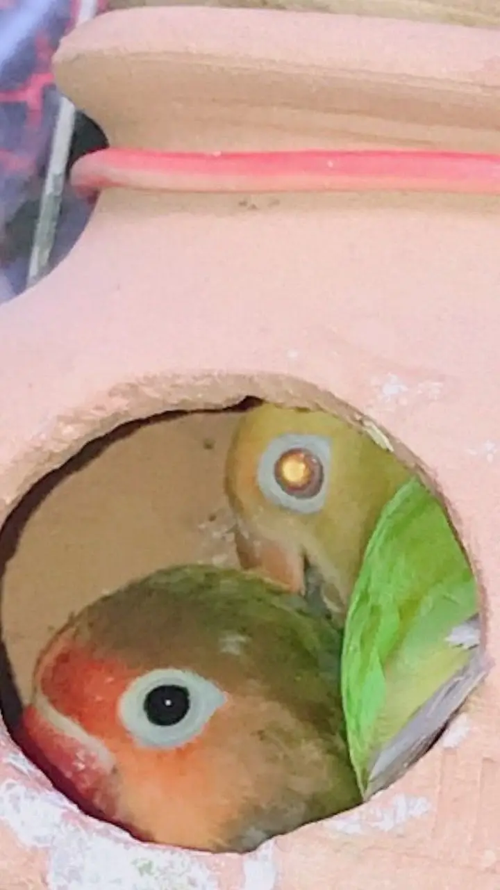 Breading Pair Available — photo 3
