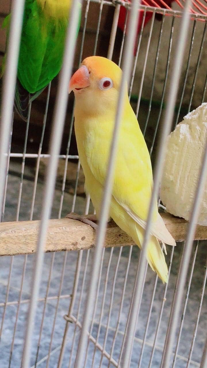 Breading Pair Available 3