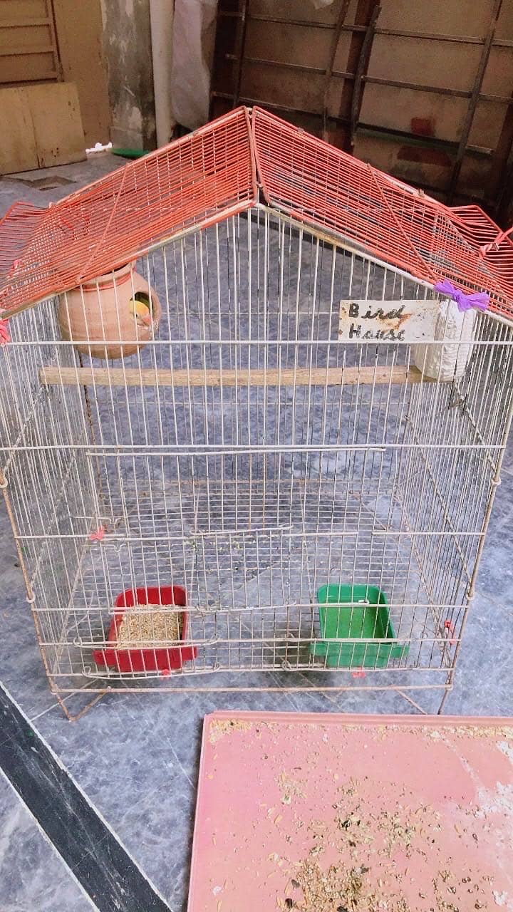 Breading Pair Available 4