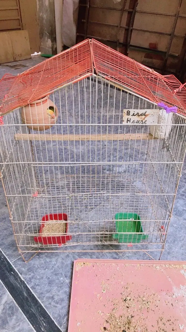 Breading Pair Available — photo 5