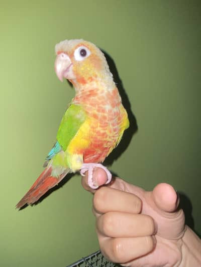Pineapples Conure