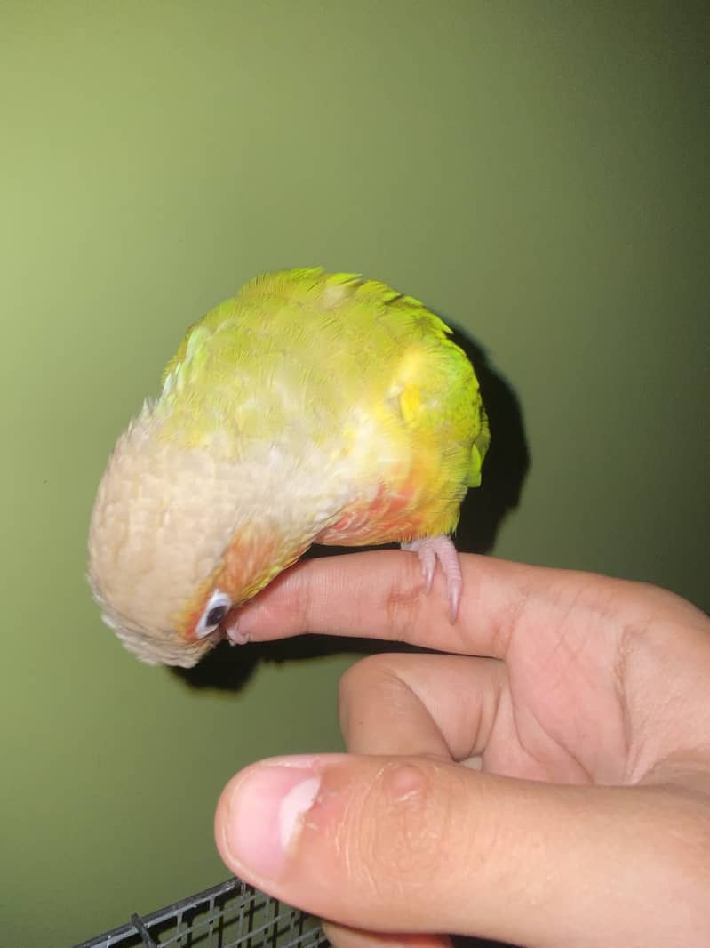 Pineapples Conure 1