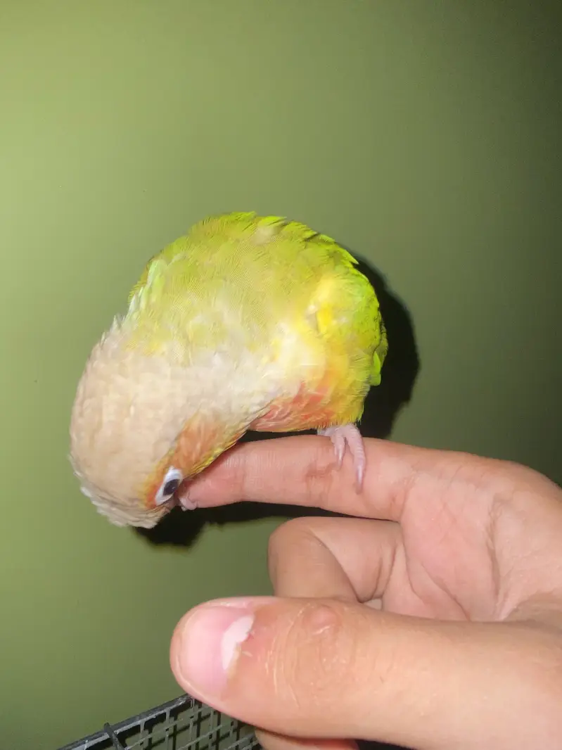 Pineapples Conure — photo 2