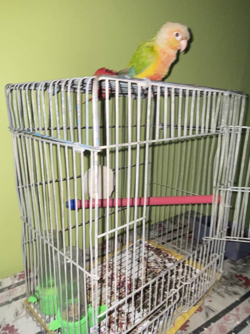 Pineapples Conure 2