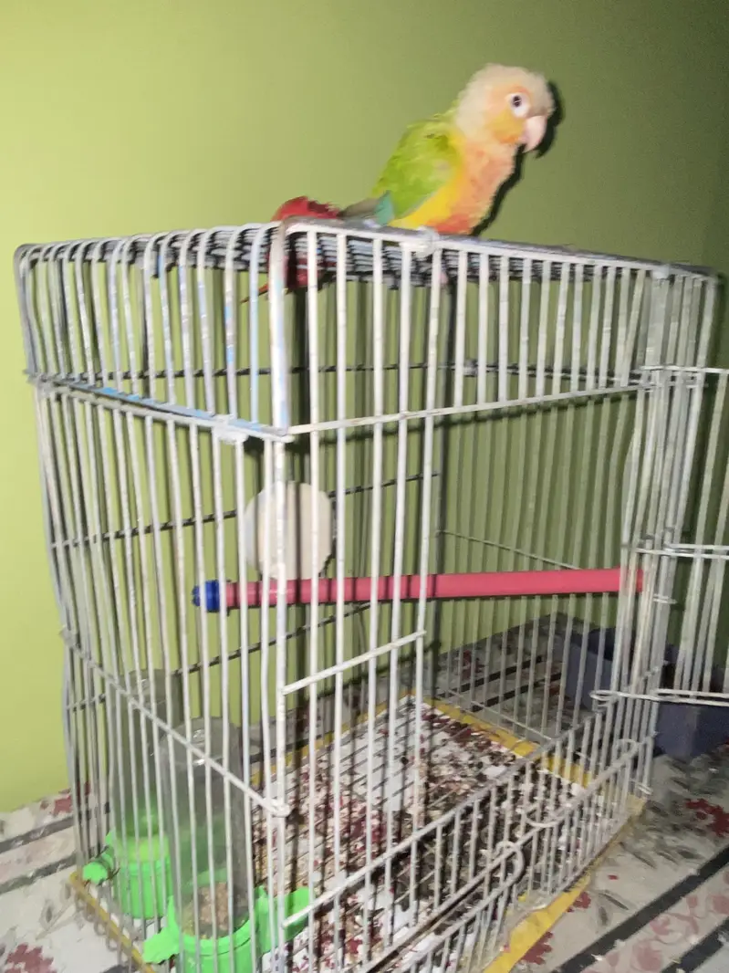 Pineapples Conure — photo 3