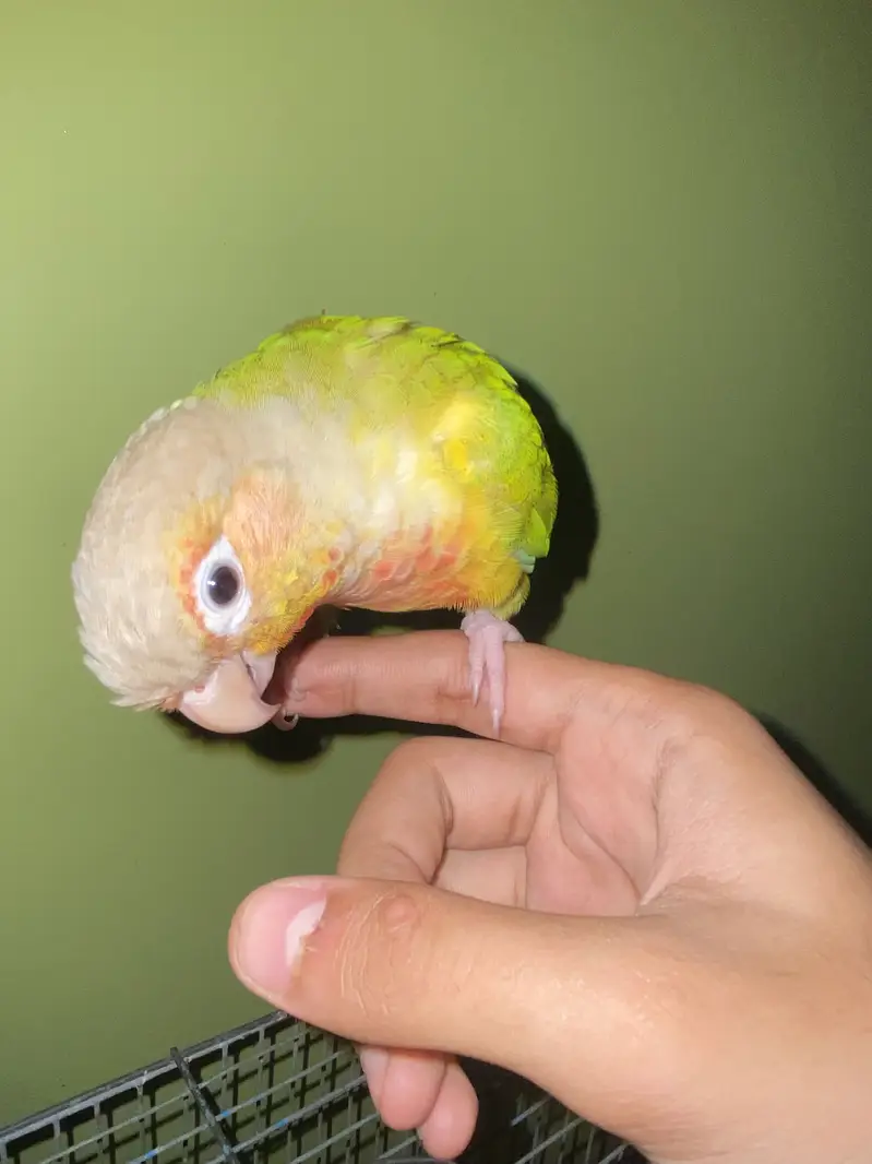 Pineapples Conure — photo 5