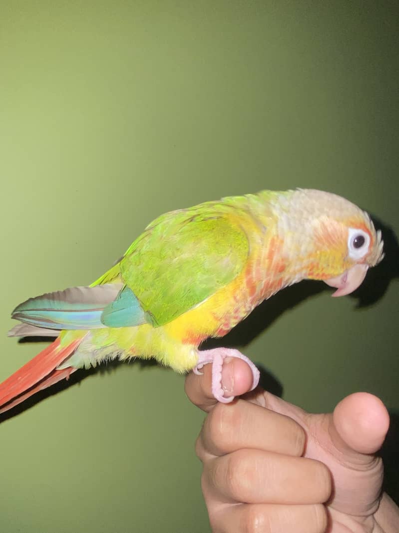 Pineapples Conure 5